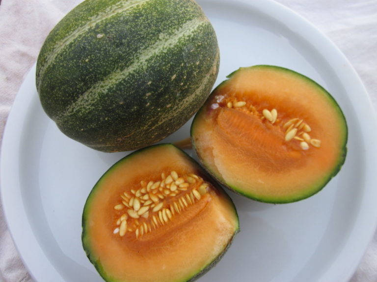 Honig-Melone 'Ananas'