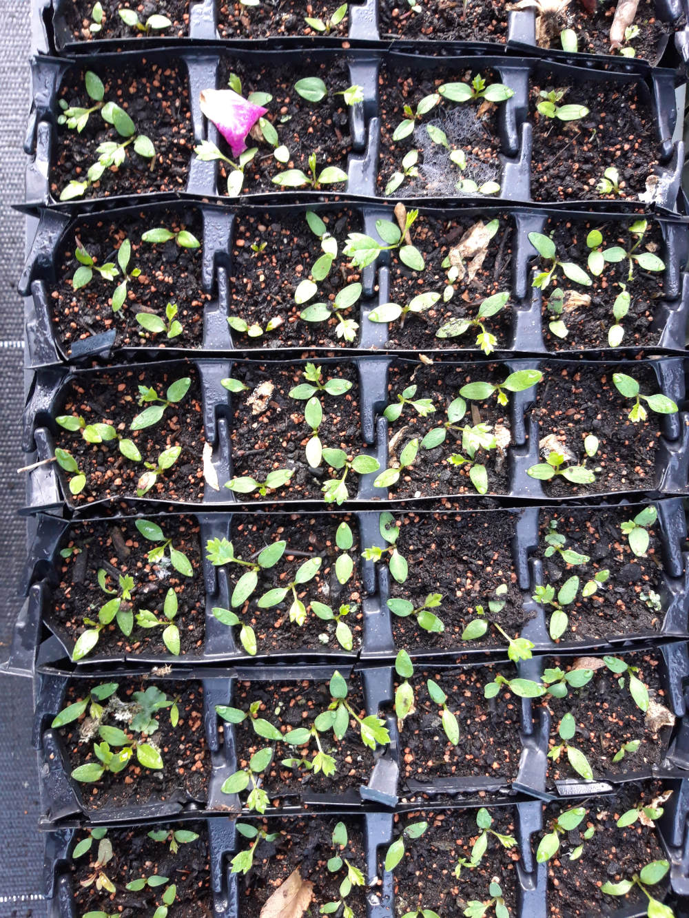 Die Kuhschellen Jungpflanzen sind gut gekeimt